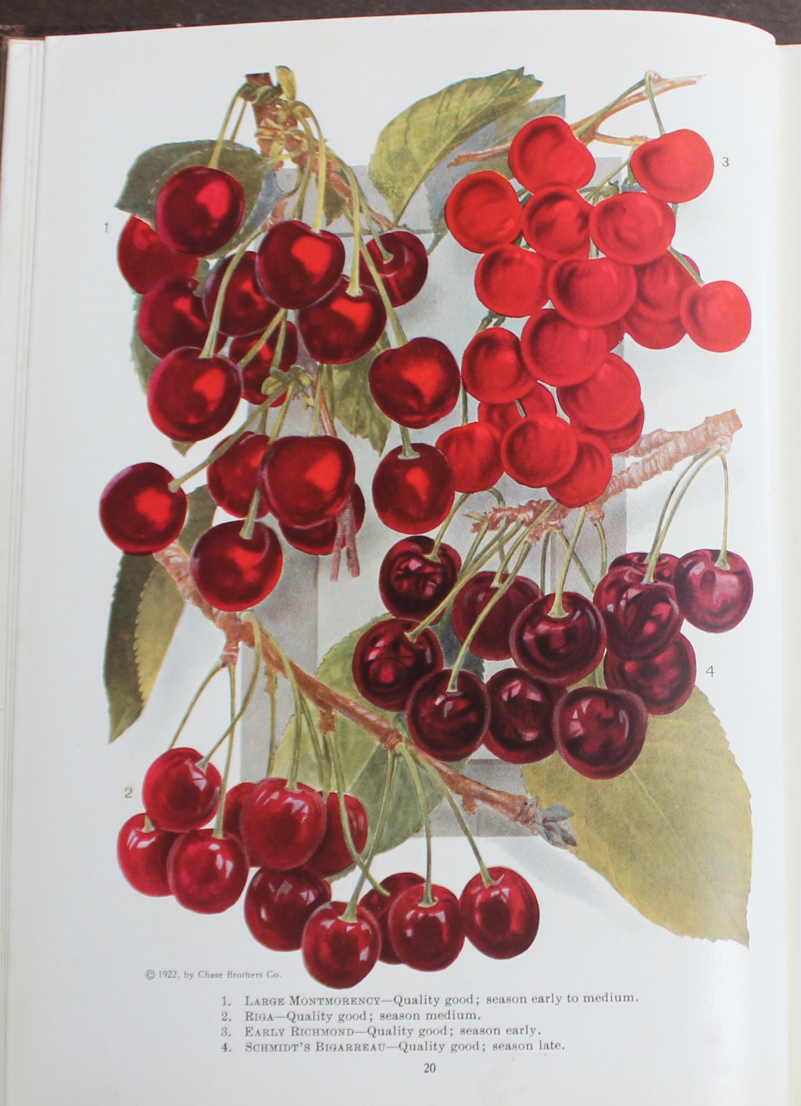 Rare Antique Old Book Chase Fruit Tree Flower Garden 1922 Vine Natural Nature ⭐