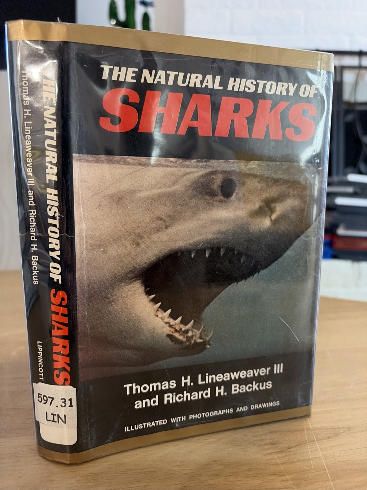 Sharks Marine Biology Oceanography Natural History Great White Fish Science