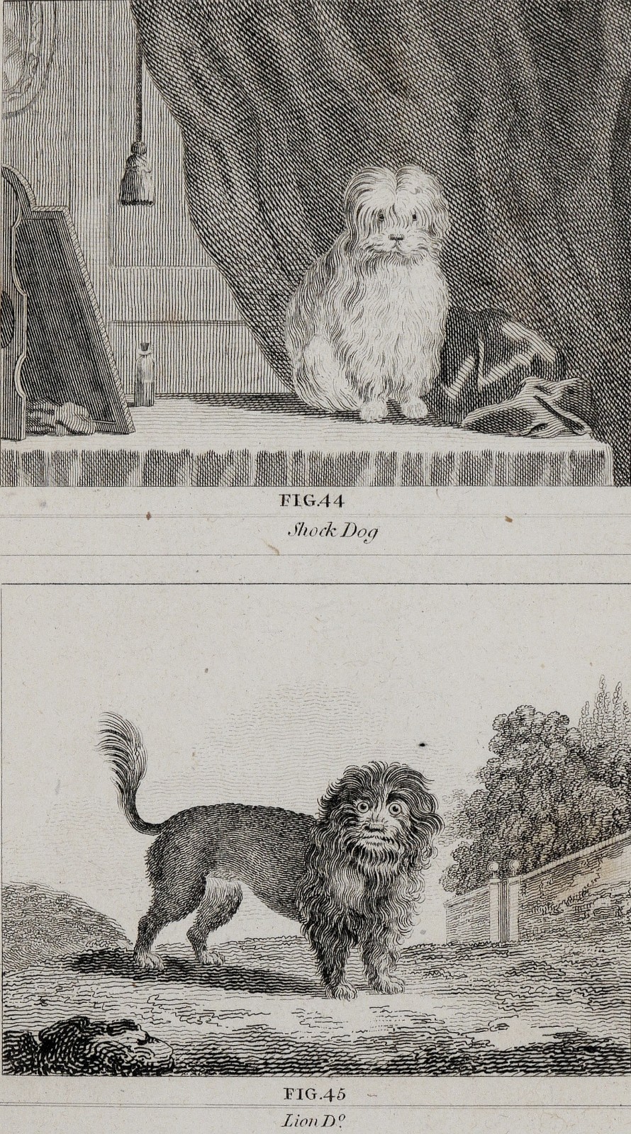 Shock Dog & Lion Dog 1797 Buffon Natural History Antique Engraving Symonds